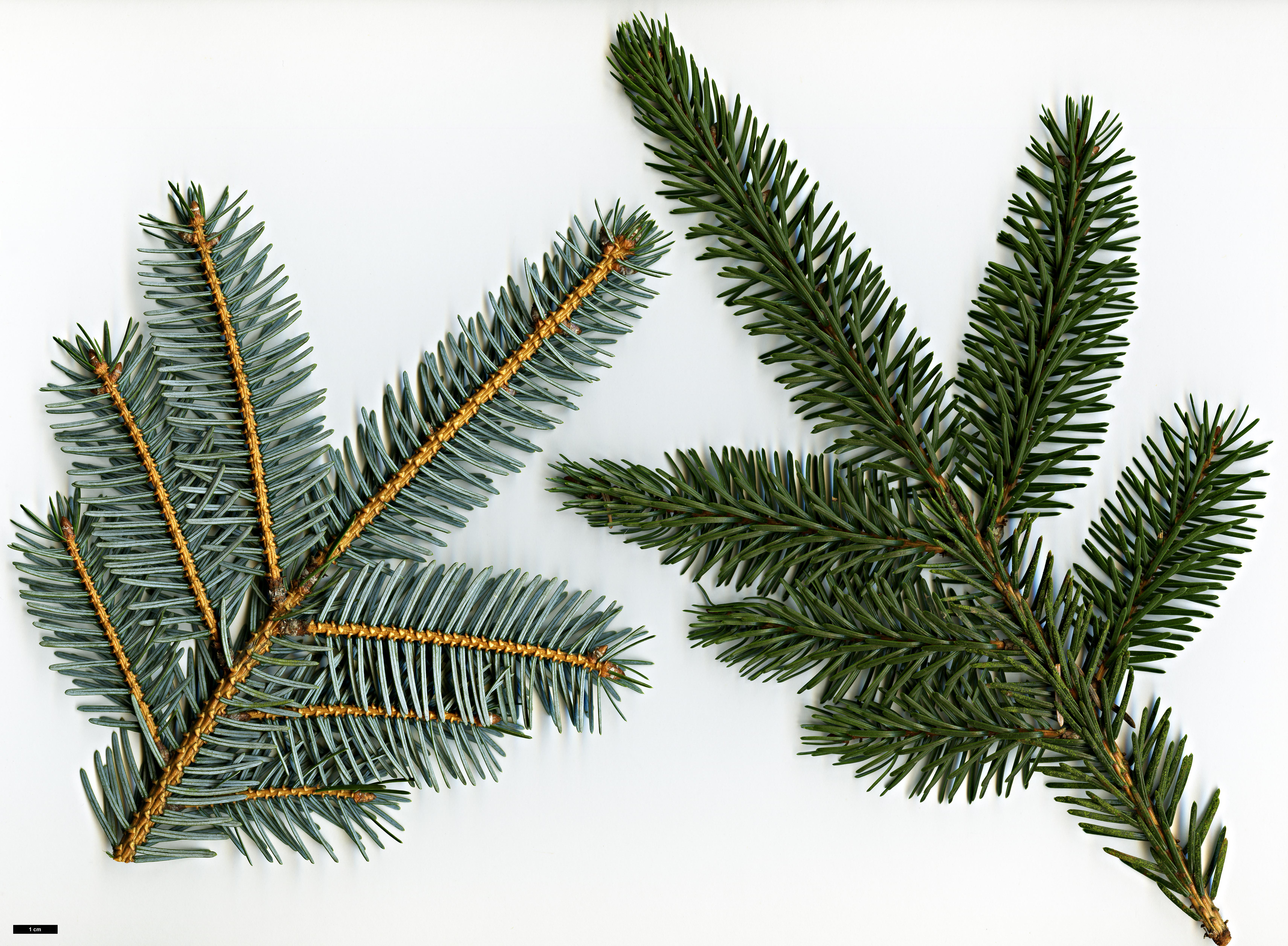 High resolution image: Family: Pinaceae - Genus: Picea - Taxon: jezoensis - SpeciesSub: subsp. hondoensis